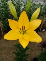 [5654 VZ H07 5059-12 No02.JPG]